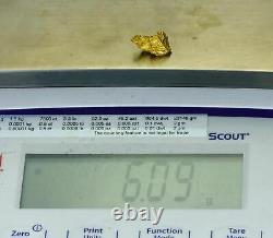 #1097 Natural Gold Nugget Australian 6.09 Grams Genuine