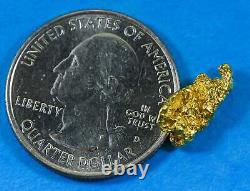 #113 Alaskan BC Natural Gold Nugget 1.60 Grams Genuine