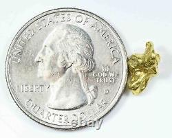 #133 Alaskan BC Natural Gold Nugget 1.56 Grams Genuine