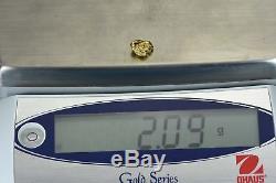 #181 Alaskan-Yukon BC Natural Gold Nugget 2.09 Grams Genuine
