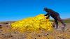 20 Biggest And Most Expensive Gold Nuggets Ever Discovered