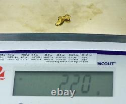 #300 Alaskan BC Natural Gold Nugget 2.20 Grams Genuine
