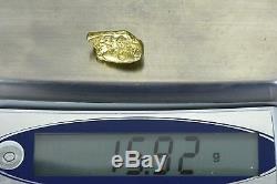 #390 Alaskan BC Natural Gold Nugget 15.92 Grams Genuine