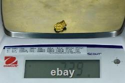 #394 Alaskan BC Natural Gold Nugget 7.29 Grams Genuine