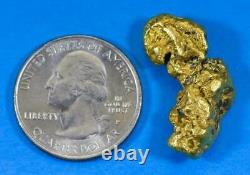 #461B Alaskan BC Natural Gold Nugget 13.10 Grams Genuine