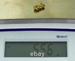 #469 Alaskan BC Natural Gold Nugget 5.56 Grams Genuine