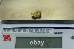 #471-C Alaskan BC Natural Gold Nugget 13.42 Grams Genuine