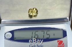 #493 Alaskan BC Natural Gold Nugget 16.75 Grams Genuine