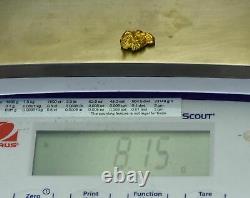 #495 Alaskan BC Natural Gold Nugget 8.15 Grams Genuine-X