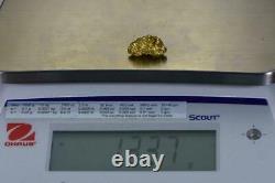 #516B Alaskan BC Natural Gold Nugget 13.37 Grams Genuine