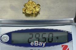 #555 Large Alaskan BC Natural Gold Nugget 29.50 Grams Genuine