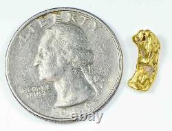 #56 Alaskan BC Natural Gold Nugget 1.55 Grams Genuine