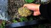 663 Grams Of Monstrous Gold Nugget Uncovered In Volcanic Rock