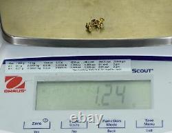 #666 Alaskan-Yukon BC Natural Gold Nugget Earrings 1.24 Grams