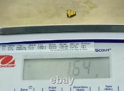 #737 Natural Gold Nugget Australian 1.64 Grams Genuine