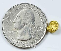 #828 Natural Gold Nugget Australian 1.35 Grams Genuine