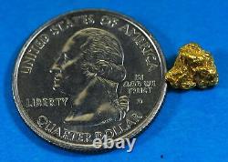 AUQN-29 Natural Australian Gold Nugget with Quartz Genuine 1.31 Grams