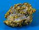 Auqn#6 Large Natural Gold Nugget Australian With Quartz 37.63 Grams Very Rare