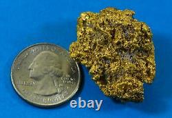 AUQN#6 Large Natural Gold Nugget Australian with Quartz 37.63 Grams Very Rare