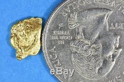 Alaskan BC Natural Gold Nugget 50 Gram lot of. 70 to 2 gram Nuggets Genuine