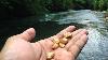 Amateur Explorers Incredible River Gold Nugget Finds