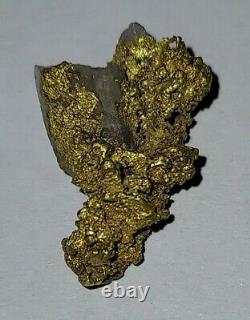BIG Natural Crystalline California Gold Nugget with Quartz GOLD RUSH Placer Miner