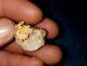 Big Natural Crystalline California Gold Nugget With Quartz Gold Rush Placer Miner
