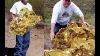 Big Natural Gold Nuggets Metal Detector Gold Nuggetshooting Finds