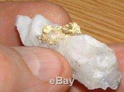 California Gold Quartz Specimen Natural Gold Nugget 10.2 Gram Gold In Quartz