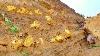 Digging Gold Found Huge Nugget Of Gold Treasure Worth Million At Mountain Mining Exciting