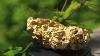 Giant Natural Gold Nugget Historic Find 3089 5 Grams Nuggets By Grant