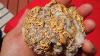 Gold Nugget From Mexico 725 Grams Museum Grade