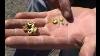 Gold Nuggets Found In Dunolly