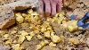 Great Finding Natural Gold Digging For Biggest Gold Nugget Worth Million At Mountain