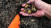 Insanely Gold Rich Bedrock Deposit Volcanic Gold Nugget Finds