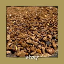 PREMIUM 600g / 21.16oz Australian Natural Gold Pay Dirt Pickers, Nuggets ++