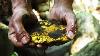 Papua S Rich Volcanic Gold Nugget Deposit