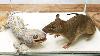Warning Live Feeding Tokay Gecko Vs Rodent Mouse What To See